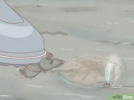 Imagen titulada Dig for Clams Step 8
