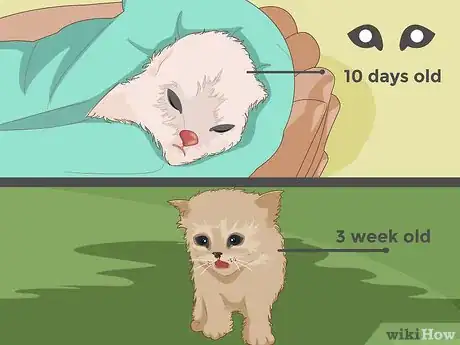 Imagen titulada Catch a Stray Kitten Step 2