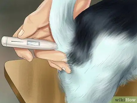 Imagen titulada Spot Signs of Pancreatitis in Dogs Step 4