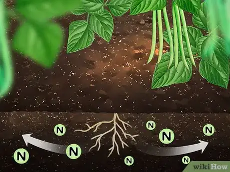 Imagen titulada Increase Nitrogen in Soil Step 9