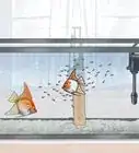 criar peces ángel