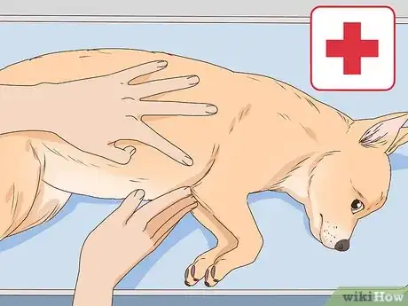 Imagen titulada Tell if a Dog Is Pregnant Step 10