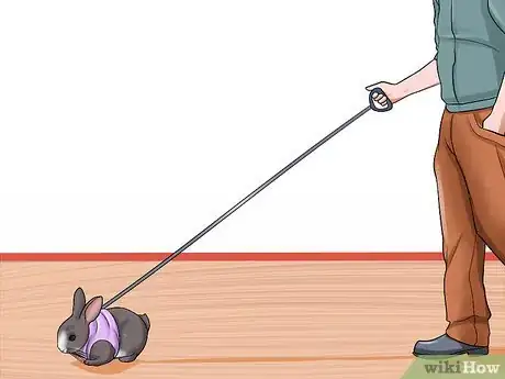 Imagen titulada Walk a Rabbit Step 8