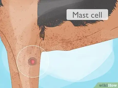 Imagen titulada Detect Skin Cancer in Dogs Step 8