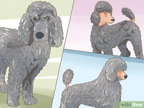 Imagen titulada Choose a Poodle for Breeding Step 7