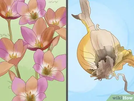 Imagen titulada Plant Bulbs in Grass Step 23