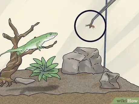 Imagen titulada Feed an Anole Green Lizard Step 9