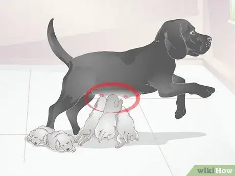 Imagen titulada Diagnose Mastitis in Dogs Step 3