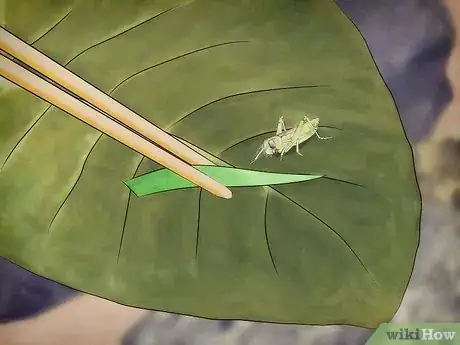 Imagen titulada Feed a Grasshopper Step 1