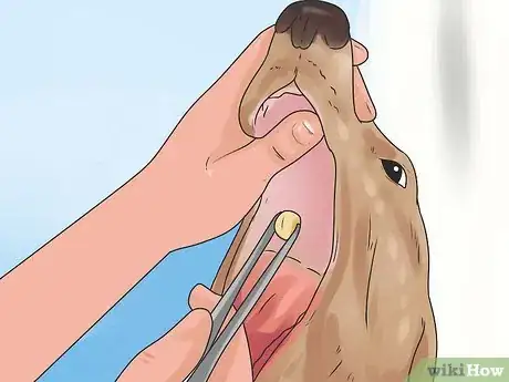 Imagen titulada Save a Choking Dog Step 8