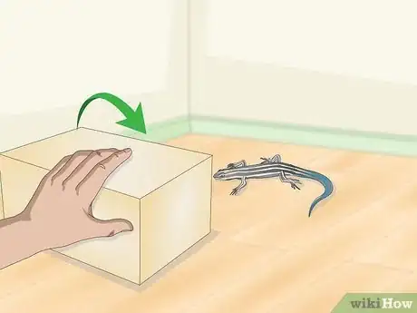 Imagen titulada Catch a Blue Tailed Skink Step 17