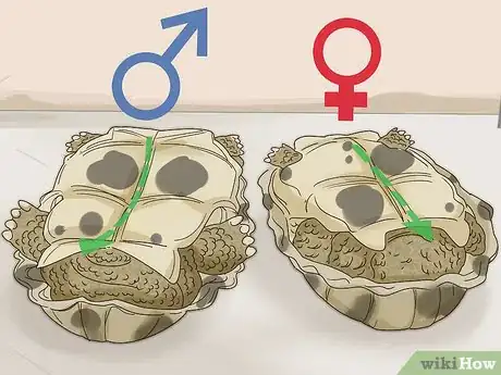 Imagen titulada Tell If a Turtle Is Male or Female Step 2