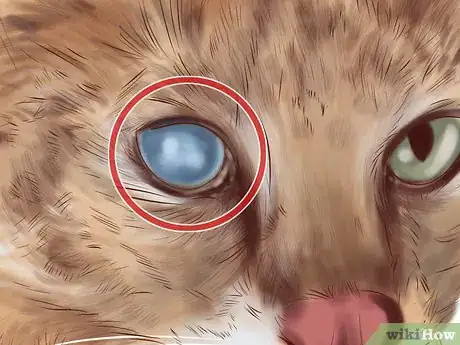Imagen titulada Diagnose Feline Cataracts Step 3