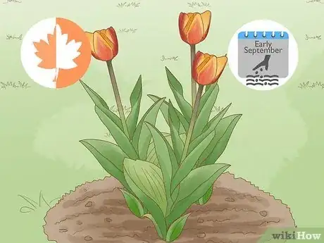 Imagen titulada Plant Bulbs in Grass Step 11