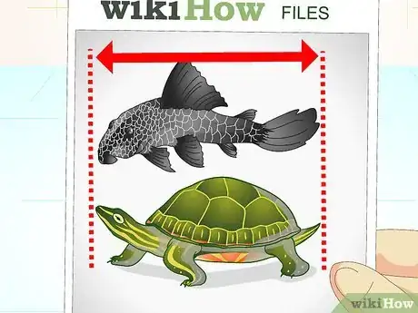 Imagen titulada Put a Sucker Fish in a Tank With a Turtle Step 8