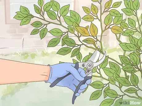 Imagen titulada Prune a Ficus Tree Step 5