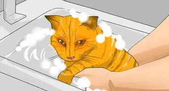 saber si tu hijo es alérgico a los gatos