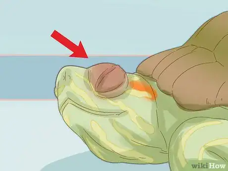 Imagen titulada Care for a Red Eared Slider Turtle Step 17