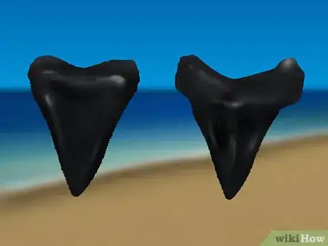 Imagen titulada Find Shark Teeth Step 9