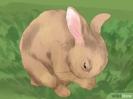 Imagen titulada Understand Your Rabbit Step 6