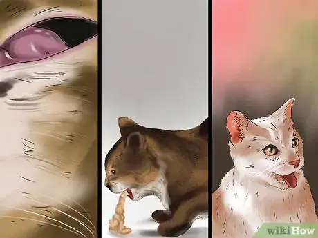 Imagen titulada Treat a Bee Sting on a Cat Step 1