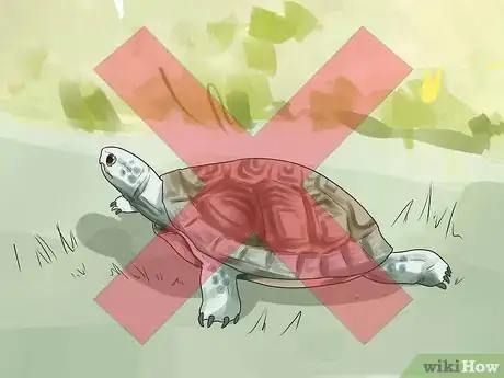 Imagen titulada Buy a Turtle Step 15