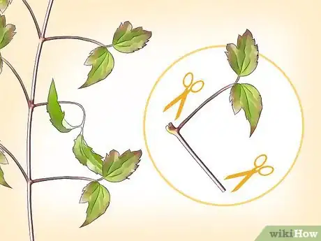 Imagen titulada Propagate Clematis Step 10