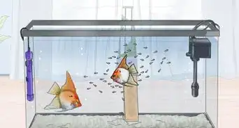 criar peces ángel