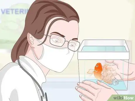 Imagen titulada Know when Your Goldfish Is Dying Step 12