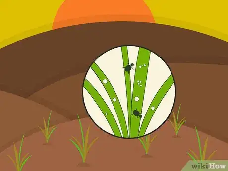 Imagen titulada Plant Narcissus Bulbs Step 17