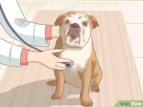 Imagen titulada Identify an English Bulldog Step 11
