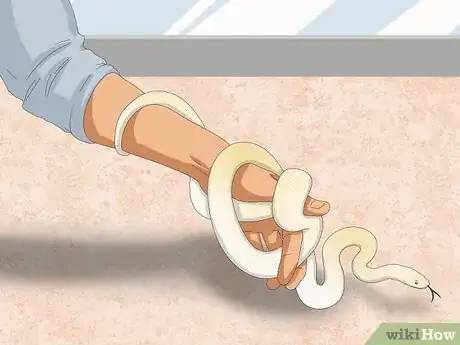 Imagen titulada Hold a Snake Step 14