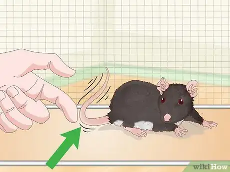 Imagen titulada Spot Common Signs of Illness in Mice Step 7