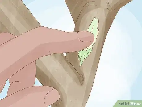 Imagen titulada Care for a Purple Flower Potato Bush Step 16