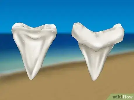 Imagen titulada Find Shark Teeth Step 8