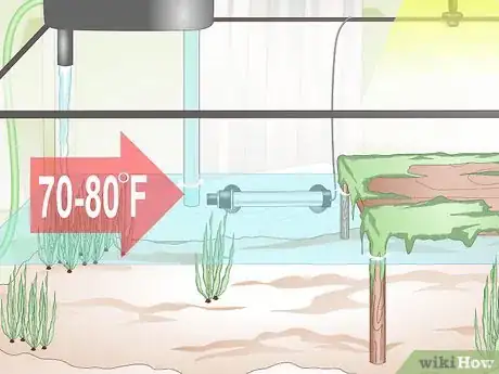 Imagen titulada Care for a Soft Shelled Turtle Step 10