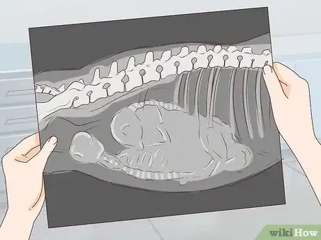 Imagen titulada Tell if a Dog Is Pregnant Step 14