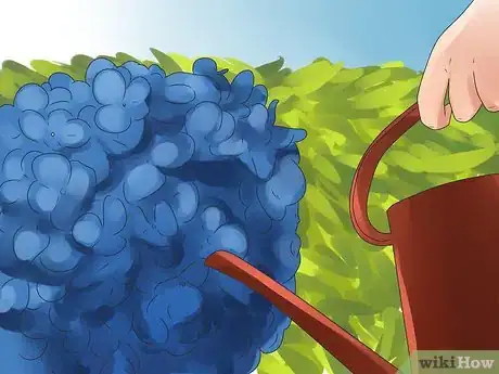 Imagen titulada Keep Blue Hydrangeas Blue Step 9