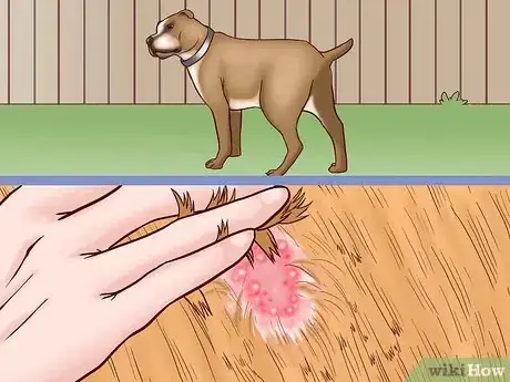 Imagen titulada Prevent Ringworm in Dogs Step 10