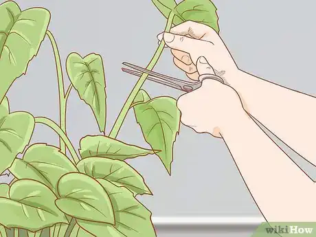 Imagen titulada Prune Begonias Step 10
