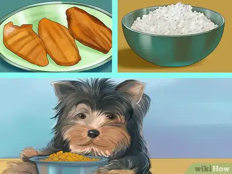 Imagen titulada Spot Signs of Pancreatitis in Dogs Step 9