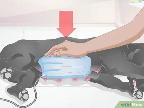 Imagen titulada Diagnose Mastitis in Dogs Step 8