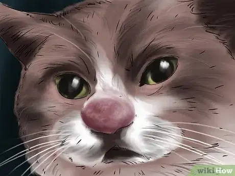 Imagen titulada Treat a Bee Sting on a Cat Step 2