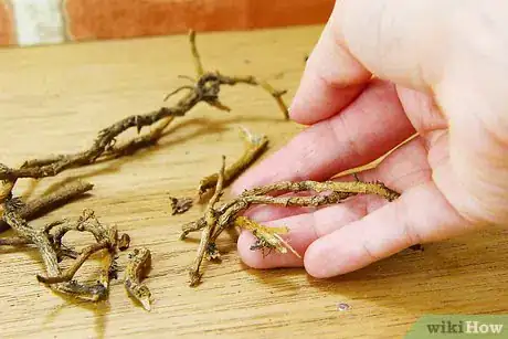 Imagen titulada Make Sassafras Tea Step 5