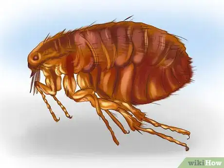 Imagen titulada Kill Fleas and Ticks on Cats Step 1