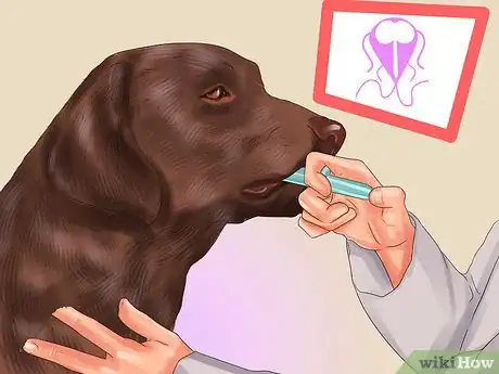 Imagen titulada Treat a Dog Throwing Up Bile Step 3
