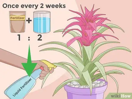 Imagen titulada Care for a Bromeliad Step 14