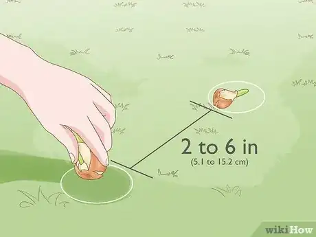 Imagen titulada Plant Bulbs in Grass Step 13