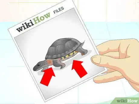 Imagen titulada Put a Sucker Fish in a Tank With a Turtle Step 4
