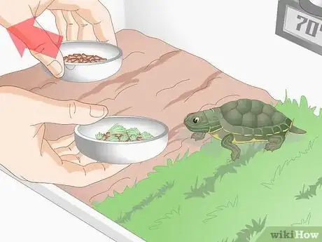 Imagen titulada Feed Your Turtle if It is Refusing to Eat Step 8